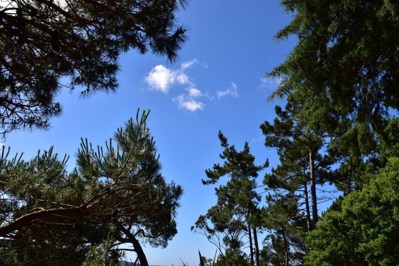 Quinta Japonesa Bed & Breakfast Carvalhal Bemfeito Dış mekan fotoğraf